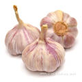 High Quality Gourmet Garlic Bulbs Price